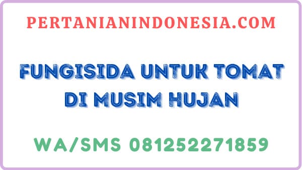 Fungisida Untuk Tomat Di Musim Hujan